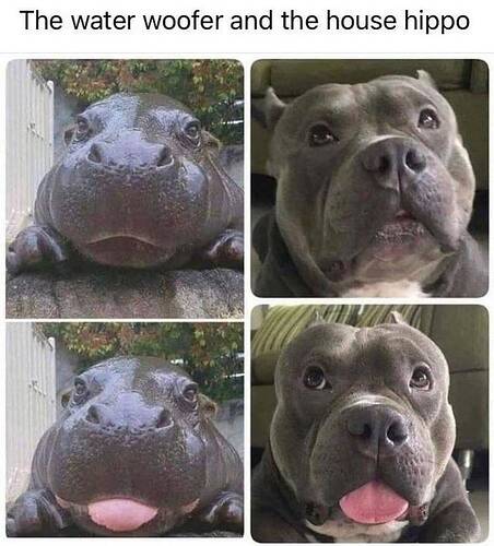 water-woofer-and-house-hippo