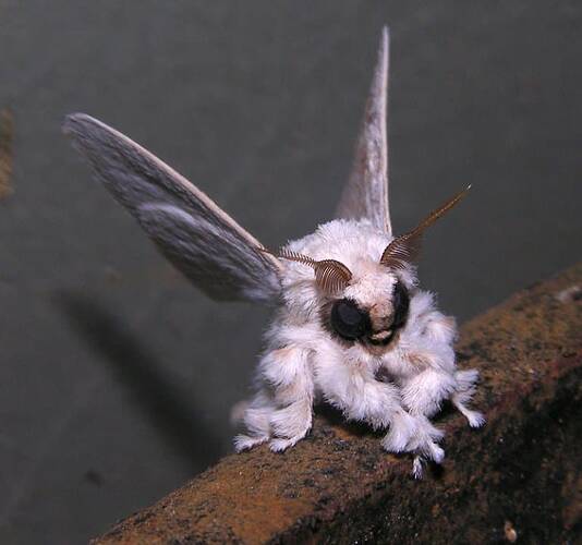 venezuelan-poodle-moth-facts