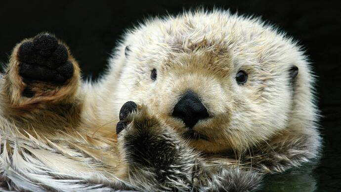 sea-otter-closeup