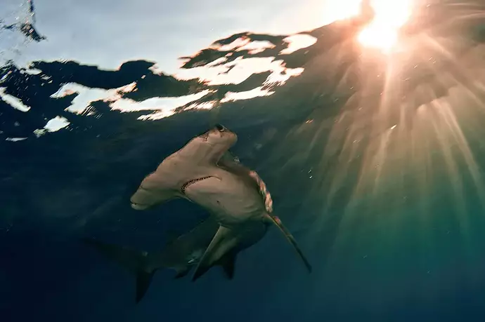 Photograph_of_a_hammerhead_shark.jpg