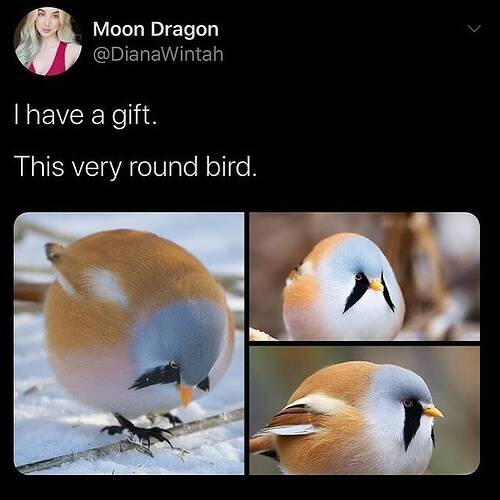 moon-dragon-dianawintah-have-gift-this-very-round-bird