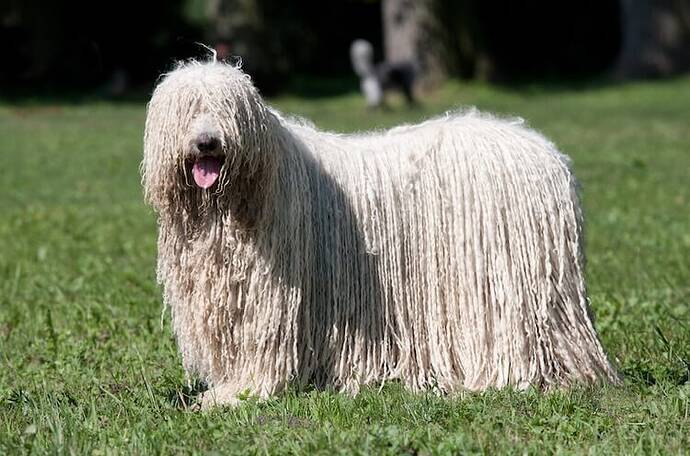 Mop Dog Everything You Need To Know About A Komondor | All ...