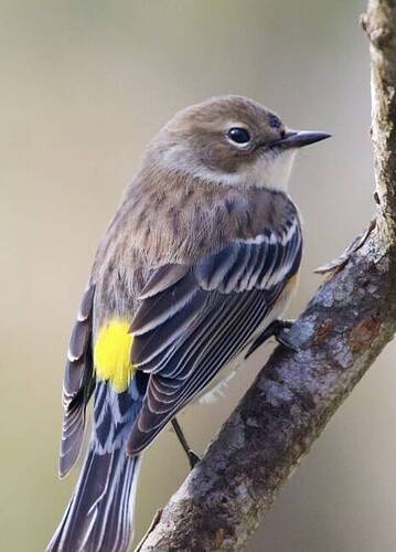 Screenshot_20241117_131719_Google