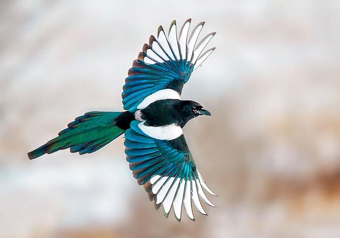 apa_2016-p1_1428_1_black-billed-magpie_amanda_ubell_kk