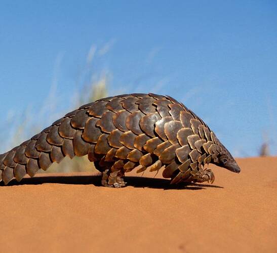 cape_pangolin