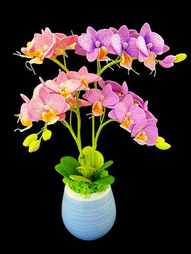 Phal-Orchid-2-for-PDF-Front-Page
