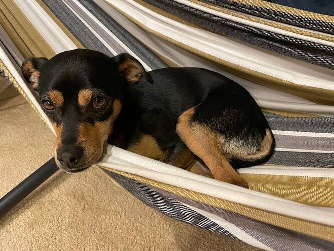 Mojo in hammock