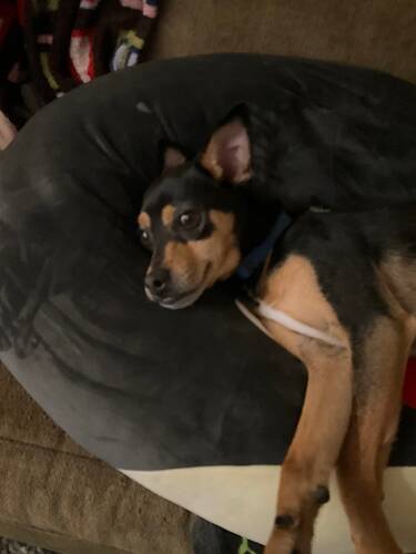 Mojo on squishmallow