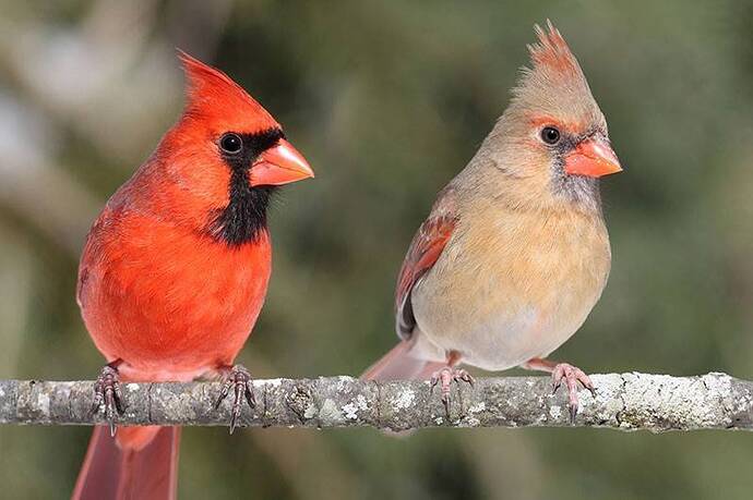 Northern-Cardinal