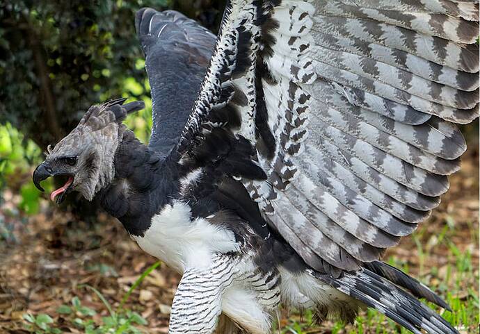 harpy-eagle