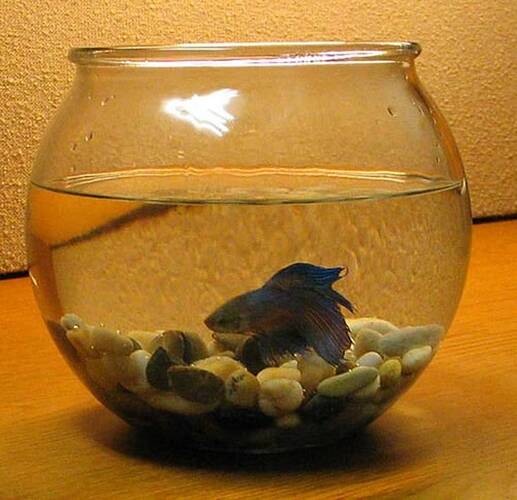 why-fish-bowls-are-bad-for-your-fish