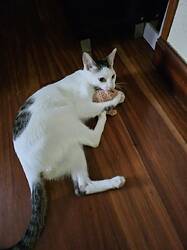 6.1