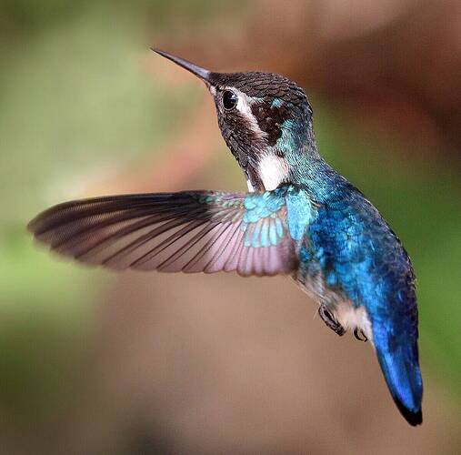 Bee_hummingbird_(Mellisuga_helenae)_adult_male_in_flight-cropped