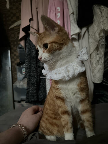 camphoto_1804928587