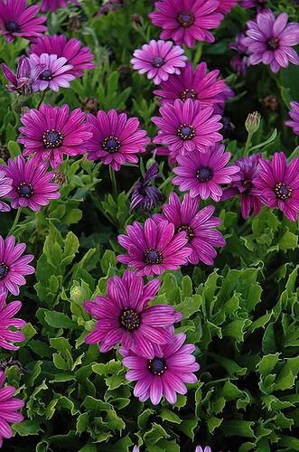 Akilareg-Purple-African-Daisy