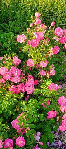 IMG_20250604_185541862_HDR_AE