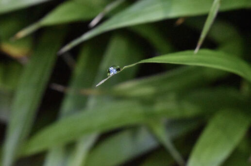 leaves