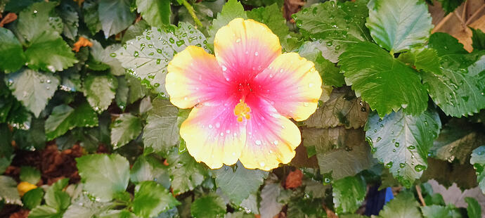 IMG_20250812_114737360_AE