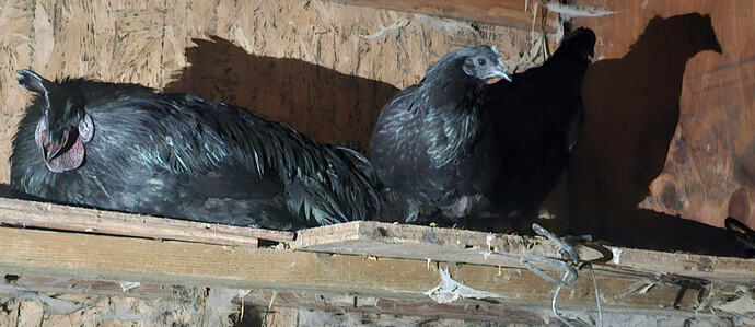 Screenshot_20260123_105354_Gallery