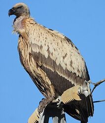 Screenshot 2025-11-01 202511