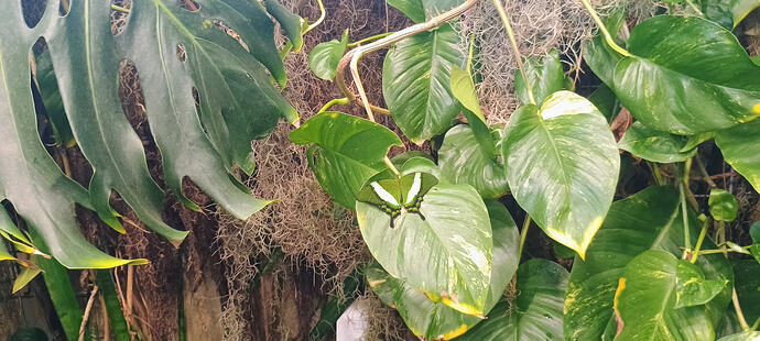 IMG_20250812_113420821_AE