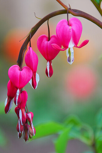 Grow-Bleeding-Hearts-Alt-Pin-Image