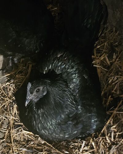 Screenshot_20260123_105418_Gallery