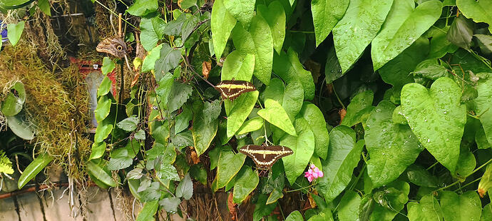 IMG_20250812_114439651_HDR_AE