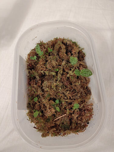 IMG_17767155883662407235333867657169