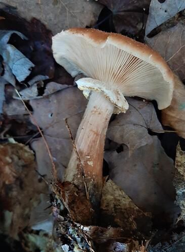 ring-around-stem