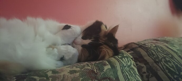 IMG_20241214_171109000