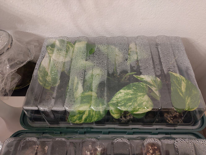 IMG_17767158423518662784551692815263