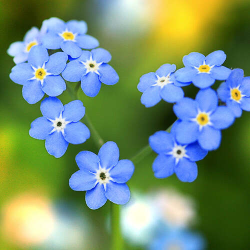 myosotis-alpestris-indigo-blue-forget-me-not_01