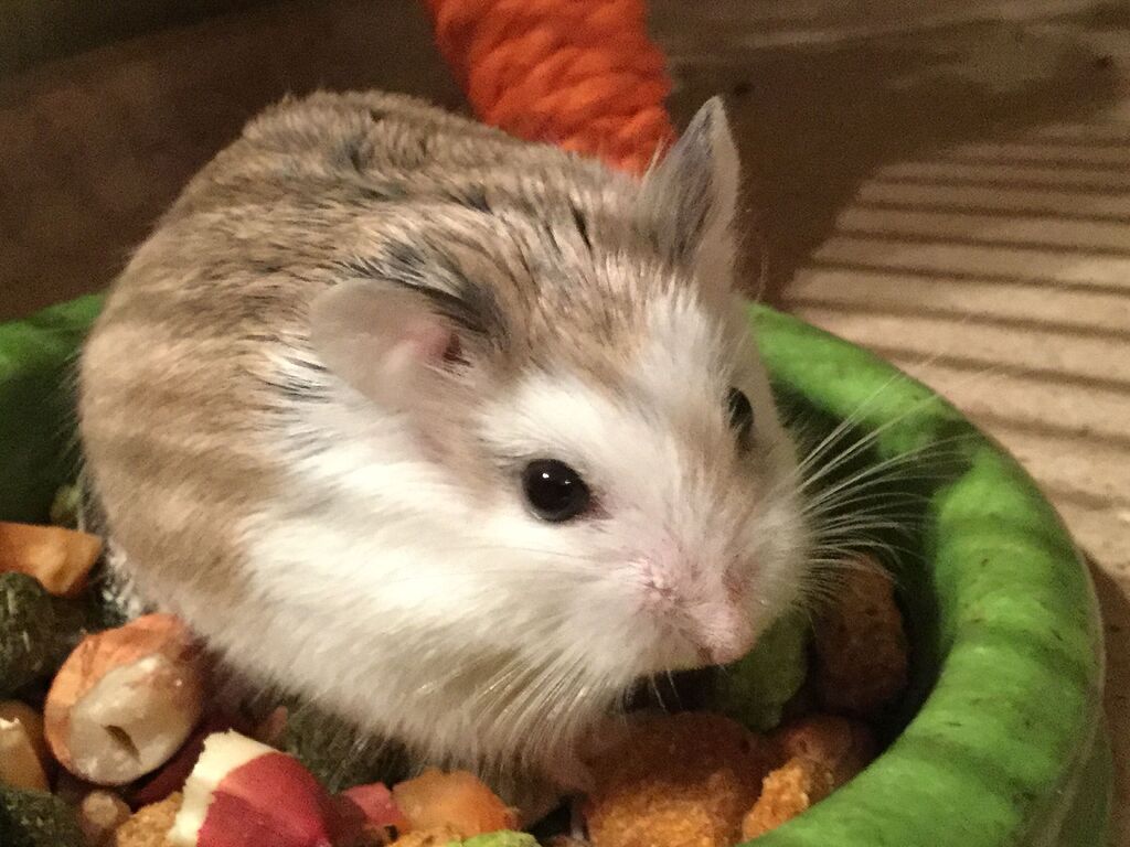 Getting a new hamster - Personal spaces 👤 - Ribblr community