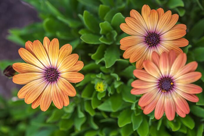 osteospermum-01-Sideshow-Copper-Apricot-hero-b5eee92bee6640038e62438687dc012d