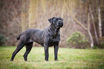 Cane-Corso-1