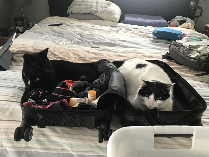 73335957807__D403EF85-4C8D-48B9-BC75-ED78C8603561