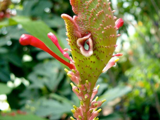 odd-unknown-tropical-flowers