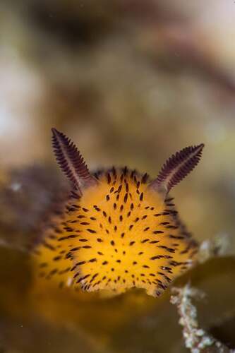 sea-bunny-683x1024