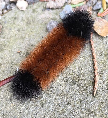 Screenshot_20260111_192012_Chrome