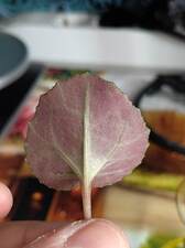 IMG_20260428_155129