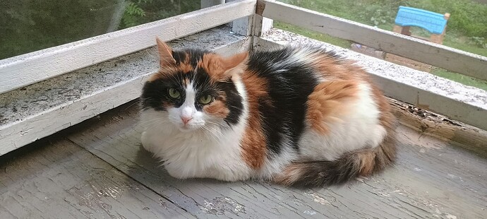 IMG_20250711_192449981_HDR_AE