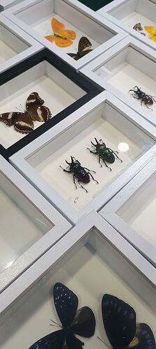 IMG_20250323_131544681_AE