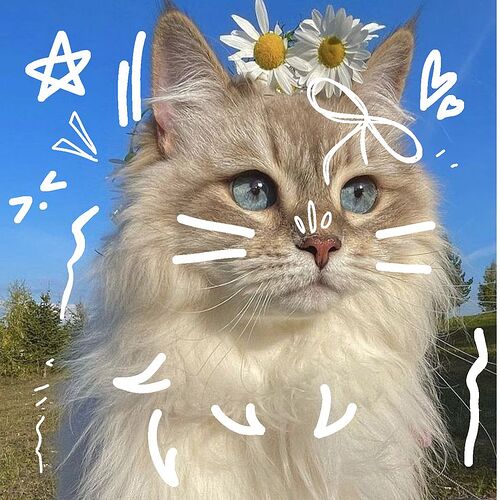 cute kitty to profile photo perfil #perfil #cat #kitty #perfil #fy #fyc