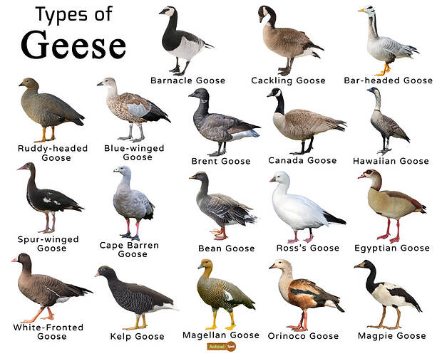 Types-of-Geese
