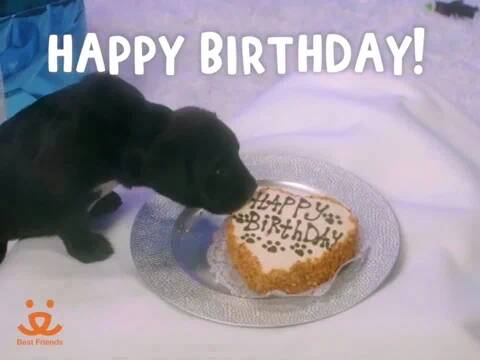 Adopt Happy Birthday GIF by Best Friends Animal Society