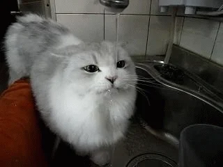 Cat Drinking GIF