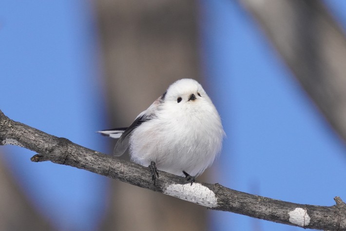 [CLOSED] Tester call for Crochet: Baepsae (Korean Crow-tit) 'Mistery ...