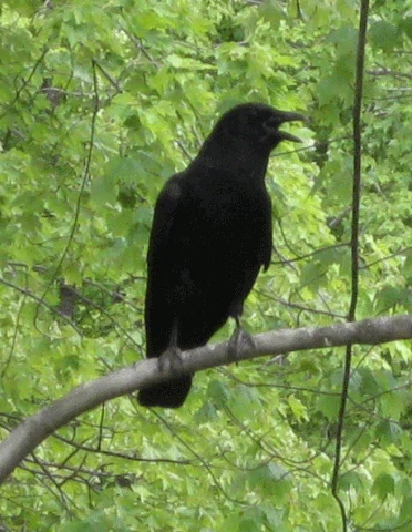 crow GIF