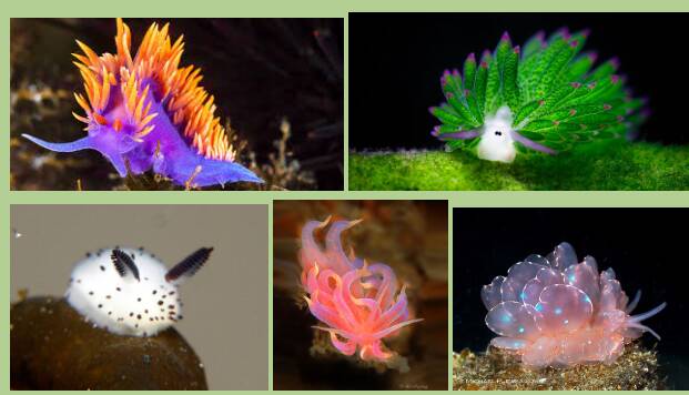 Slugs